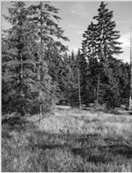 2 Rašelinné a podmáčené smrčiny Natura 2000-91D0 * Bog woodland prioritní stanoviště Nezapojené porosty smrku, břízy (Betula pendula a B. pubescens).