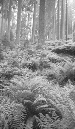 L9.3 Horské papratkové smrčiny Natura 2000-9410 Acidophilous spruce forests (Vaccinio- Piceetea) Stromové a keřové patro: smrk + listnáče (Acer pseudoplatanus, Sorbus aucuparia subsp.