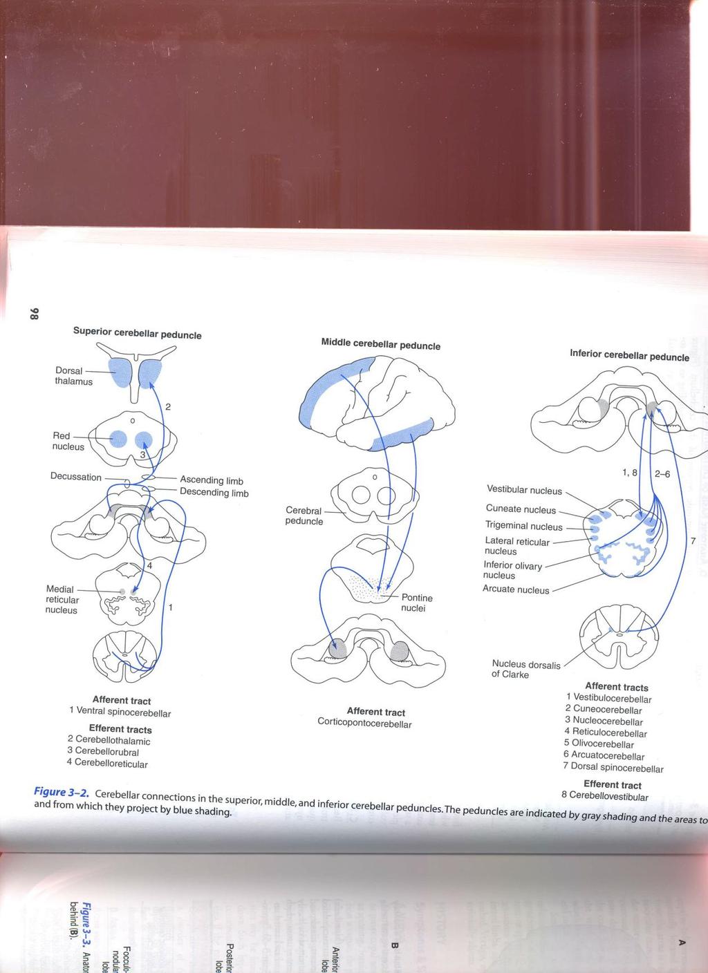 Příloha č. 2: Aferentní a eferentní dráhy mozečku (David a Aminoff, 2005, s. 98) Příloha č.