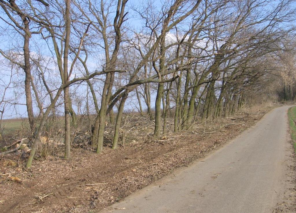 Mrazem poškozovaný vinohrad je za větrolamem