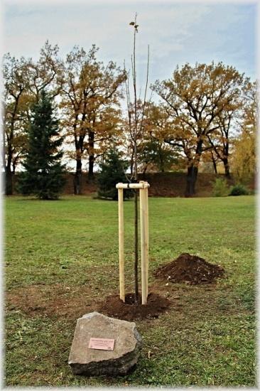 SÁZENÍ LÍPY REPUBLIKY SOUTĚŽ PŘÍRODA, VE KTERÉ ŽIJEME BEZPEČNOST NEJEN