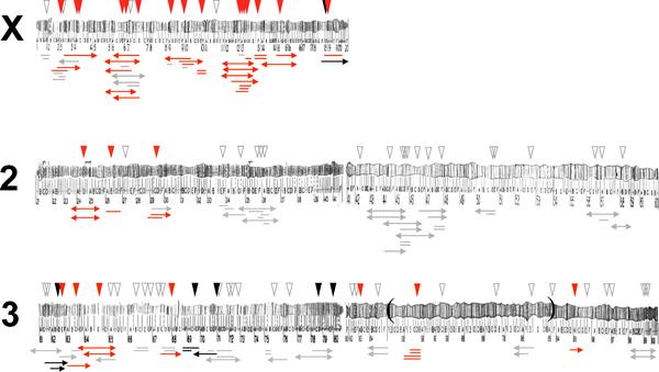 Vysvětlení Haldaneova pravidla a velkého vlivu chromosomu