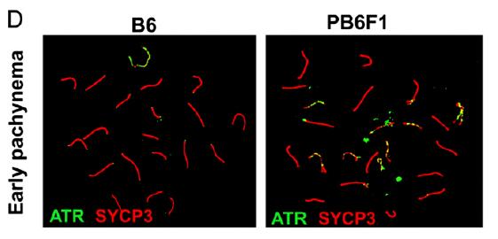Prdm9: gen hybridní sterility u savců Prdm9: