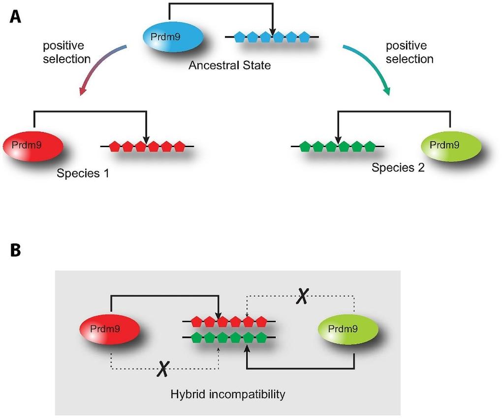 Asynapse homologních chromosomů v pachytene a