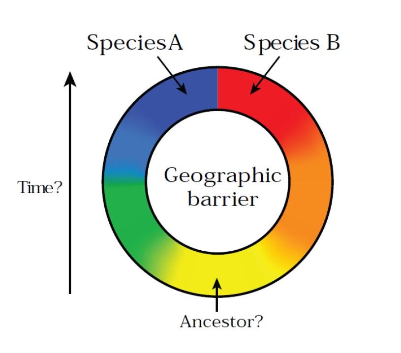 Kruhové druhy (Ring species) Budníček