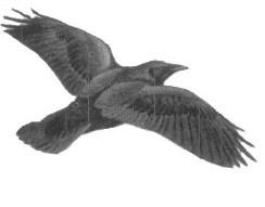 Selektivně propustná reprodukční bariéra Corvus corone Corvus