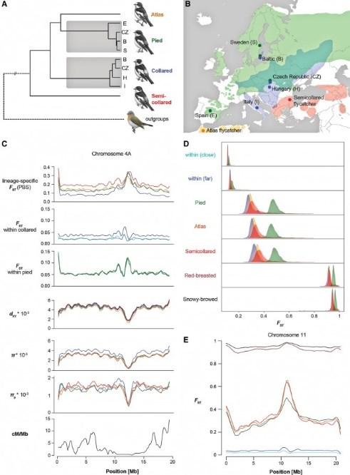 Genomické ostrovy se zvýšenou diferenciací u lejsků Spíše důsledkem lokálních adaptací než sníženého genového toku.