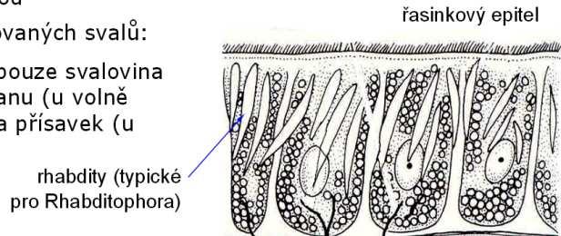 PLATYHELMINTHES (PLOŠTĚNCI) CATENULIDA RHABDITOPHORA Tělo bilaterálně soumě rné, dorzoventrálně zploštělé, volně žijící i parazitičtí živočichové s dobře vytvořenou hlavou.