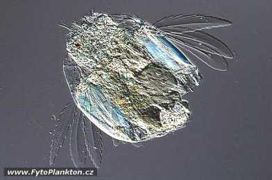 být u planktonních vířníků další pohybové orgány, ploutvičky ovládané svaly.