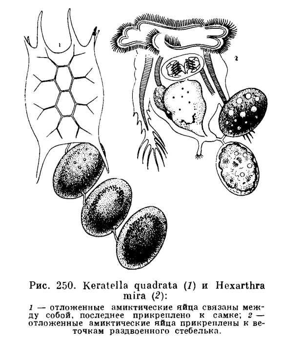 Dormantní vajíčka Dormantní vajíčka jsou krytá silnou blánou charakteristické struktury, rezistentní vůči nepříznivým podmínkám prostředí, přezimují.