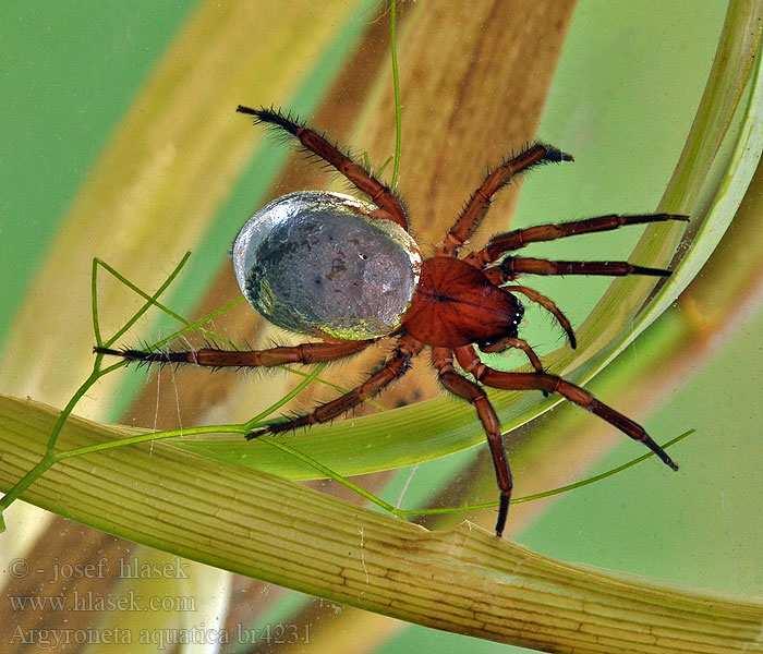 pavoukovci (Arachnida) - Araneae (pavouci) vodouch stříbřitý (Argyroneta aquatica) jediný vodní pavouk - staví síťové zvony mezi vod.