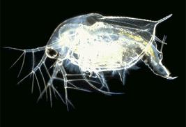 Branchiopoda Cladocera (perloočky) Rozmnožování a vývoj Gonochoristé se zřetelným pohlavním dimorfismem: samci jsou