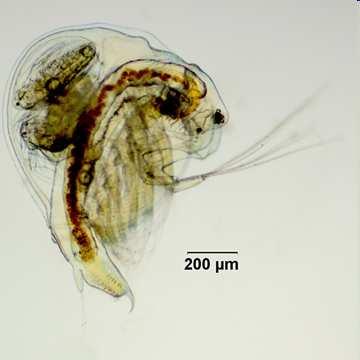 Branchiopoda Cladocera (perloočky) Zástupci Podřád: CALYPTOMERA perloočky cedivé Kohorta: Ctenopoda p.