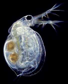 Čeleď: Daphniidae hrotnatkovití Branchiopoda Cladocera (perloočky) Ceriodaphnia reticulata (břichatka mřížkovaná) Ceriodaphnia quadrangula (břichatka jezerní) oba běžné druhy litorálního