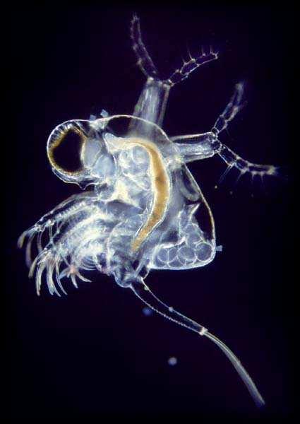 Branchiopoda Cladocera (perloočky) Podřád: Gymnomera perloočky dravé