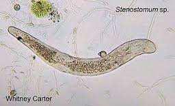 Catenulidae Catenula lemnae (řetěznatka okřehková) žije kosmopolitně v drobných stojatých vodách.