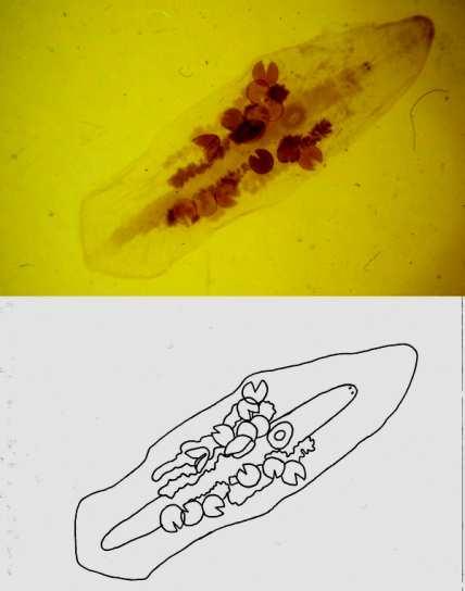 Čeleď: Microstomidae Microstomum lineare (maloústka podlouhlá) je několik milimetrů dlouhá, v tůních a brakické vodě, množí se pouze paratomickým dělením - řetízky zoidů dlouhé až 1,5 cm.