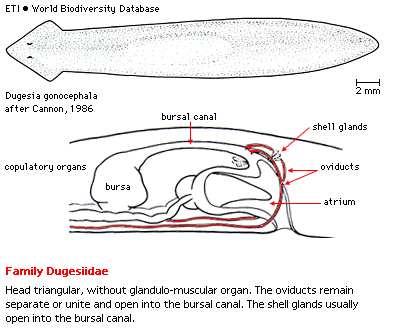 Dugesiidae Dugesia gonocephala (ploštěnka potoční)