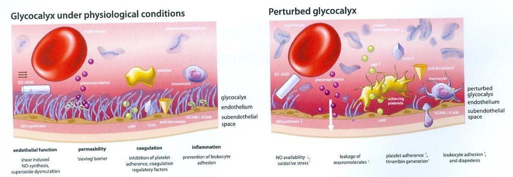 Glucocalyx = klíčový modulátor -