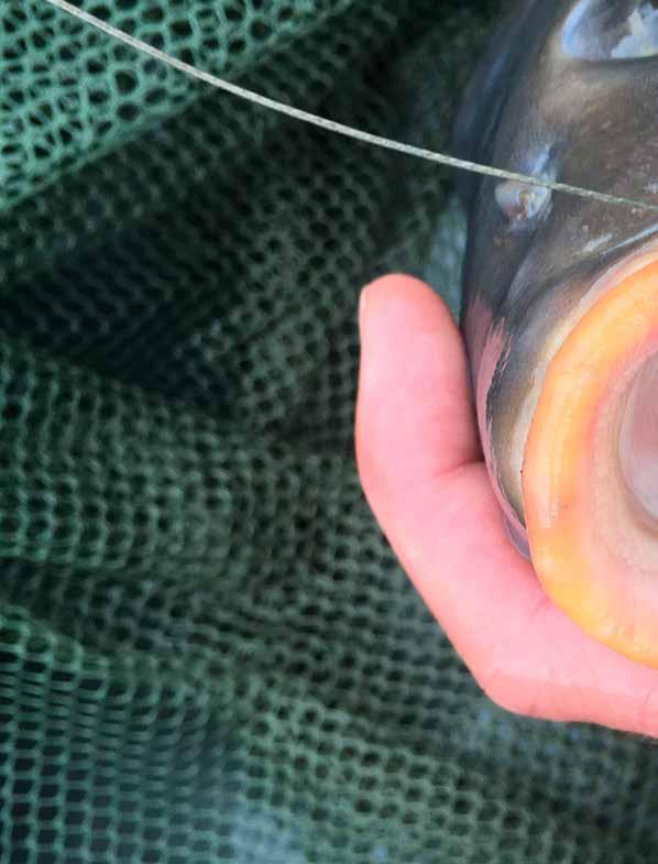 PEAN 12,5 cm KLASICKÝ Nejkvalitnější pean z nerezové oceli na trhu. Na odstraňování háčků všech druhů ryb. PEAN 14 cm KLASICKÝ Nejkvalitnější pean z nerezové oceli na trhu.