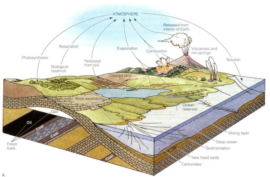 Cyklus uhlíku Uhlík se nachází se ve všech velkých systémech a rezervoárech Biosféra: základní stavební částice živých organismů Litosféra: vápencové horniny, fosilní paliva (uhlí, ropa,