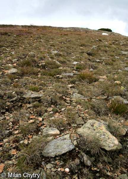 Subalpínské a alpínské nivy a hole 2.c Společenstva návětrných ploch středoevropská tundra pouze na vrcholcích alpinského stupně v ČR (Krkonoše, Jeseníky, K.