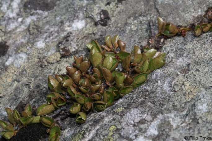 surovým humusem Krkonoše - Polytrichetum sexangularis Subalpínské a alpínské nivy a hole