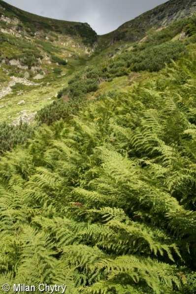 papratka horská (Athyrium distentifolium) kapradiny tvoří horní patro, další druhy v podrostu eutrofní humózní půdy s ph 4-5 vysoká sněhová pokrývka 2-3m, působení teplých proudů
