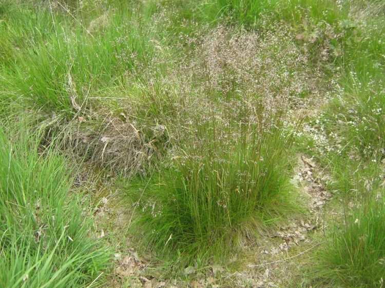 Stabilizační účinky travin na sjezdovkách metlička křivolaká (Avenella flexuosa) trsnatá až výběžkatá tráva