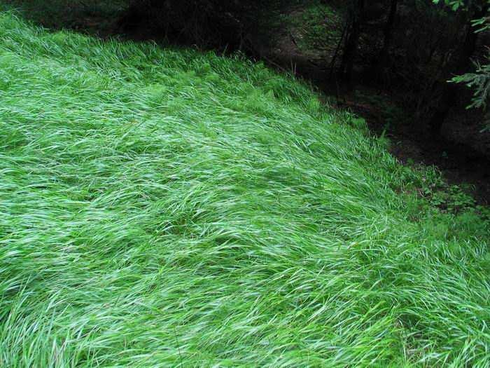 třtina chloupkatá (Calamagrostis villosa) rychle osídlí odkrytý povrch (brání náletu dřevin) a vytvoří