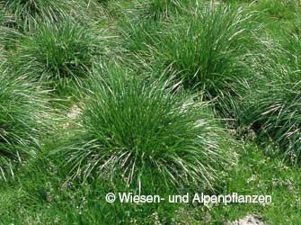 trsnatá (Deschampsia cespitosa) mohutný kořenový systém (odolává vysokým tahům půdy) + vysoká produkce