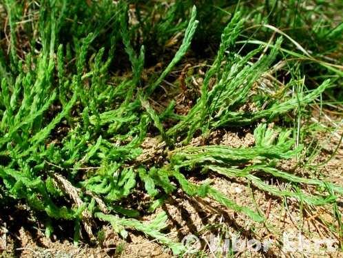 vranečků a plavuníků (Lycopodium, Huperzia a Diphasiastrum), na Medvědíně všech 6 druhů popsaných z ČR na