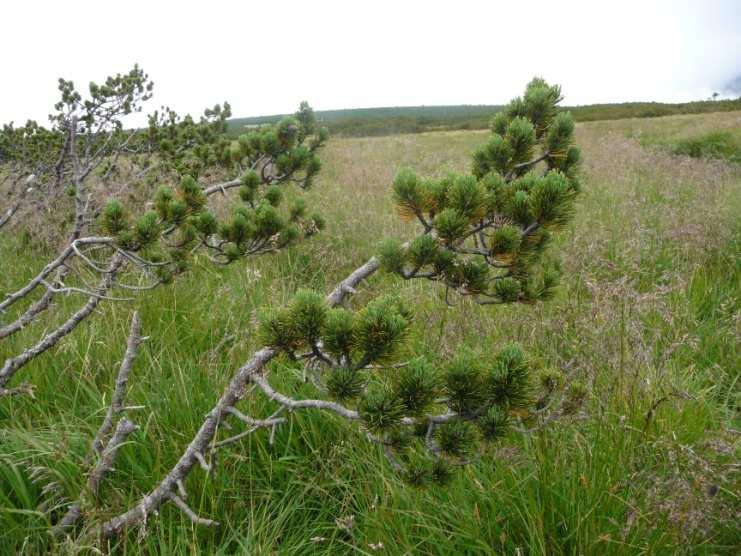 ) až druhotně - vysazována Krušné h. a Šumava borovice kleč i borovice blatka (P. rotundata) a b. rašelinná (P.