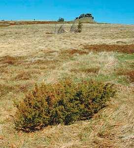 Šíření a ústup kleče - problémy kauza 1: Jalovec obecný nízký (Juniperus communis subsp. alpina) arktickoalpínský prvek nad horní hranicí lesa, Jizerky až Hr.