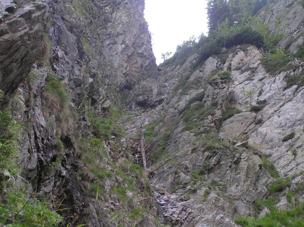 louky Subalpínské a alpínské nivy a hole Výskyt Krkonoše a Hrubý Jeseník méně Jizerské h. Orlické h., Krušné h., Králický Sněžník, Šumava 2.