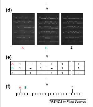 Radiační hybridní mapování fragmenty chromozomů (5-10 Mbp) ze studovaného organismu (donora) získané ozařováním (letálními dávkami - 3000-8000 radů) jsou inkorporovány do souboru fibroblastových