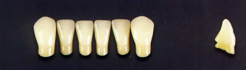 DENTÁLNÍ PRYSKYŘICE A ZUBY Frontální dolní