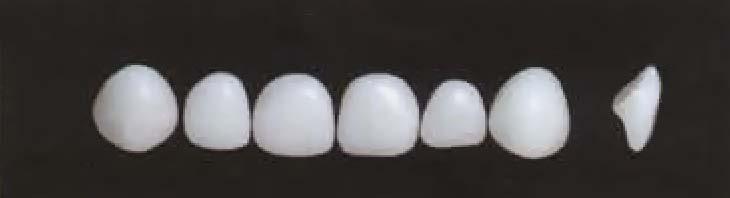 DENTÁLNÍ PRYSKYŘICE A ZUBY Ditoriké L-Cusp