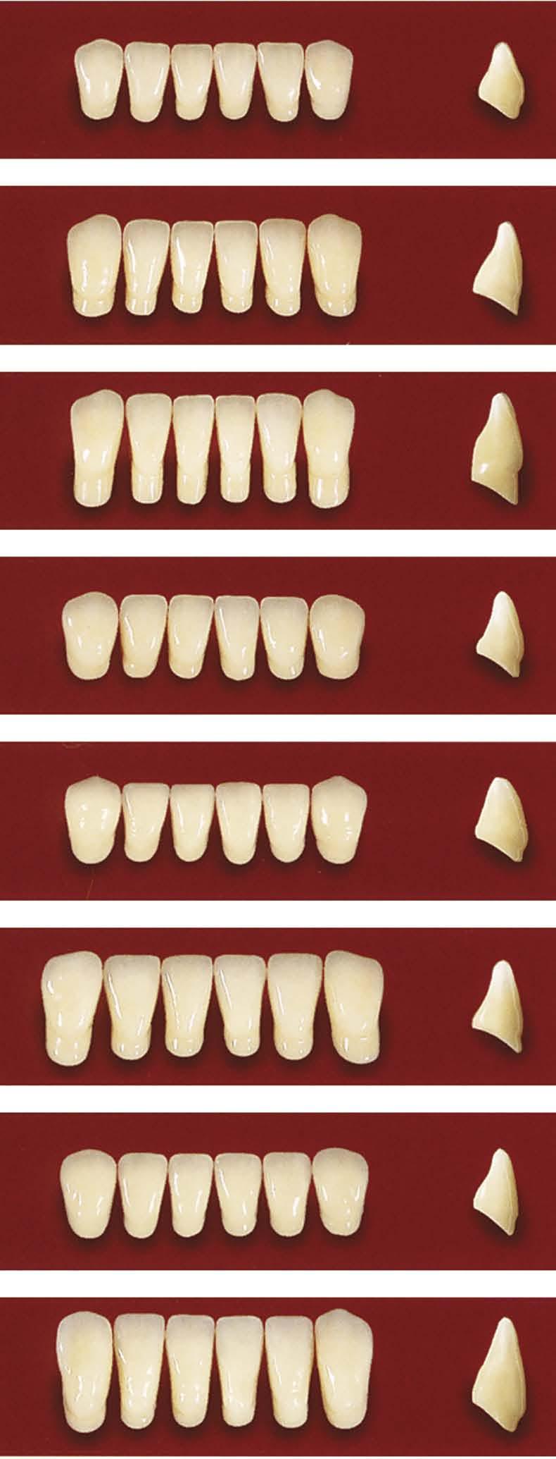 DENTÁLNÍ PRYSKYŘICE A ZUBY Frontální dolní s plně ntomikými inizálními hrnmi L 3 33,4 8,0 5,0