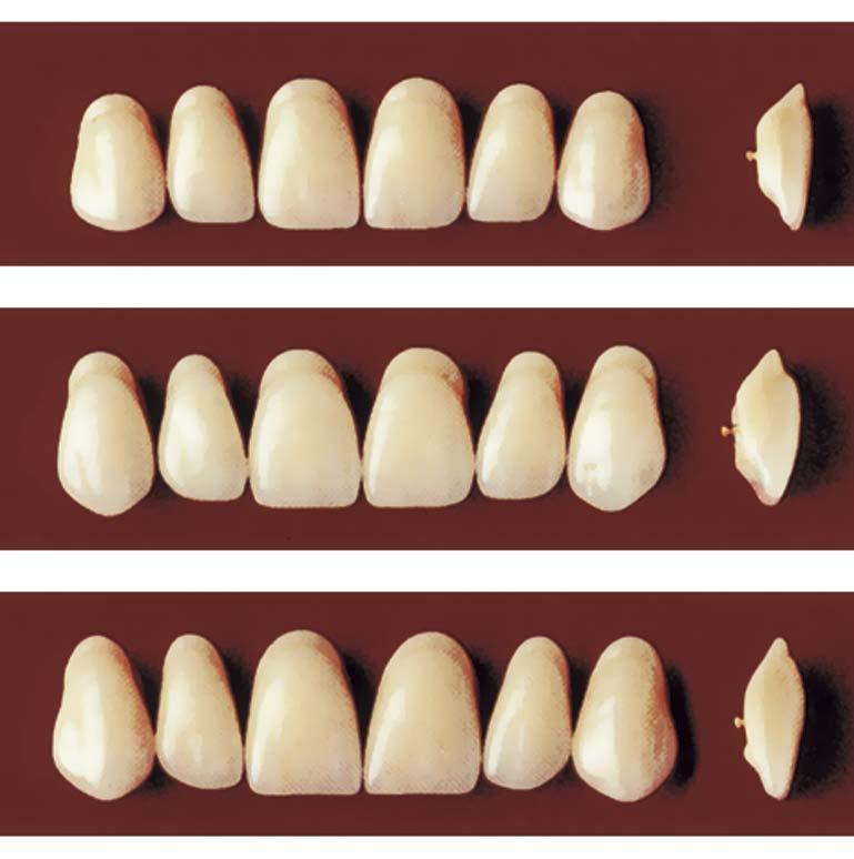 DENTÁLNÍ PRYSKYŘICE A ZUBY