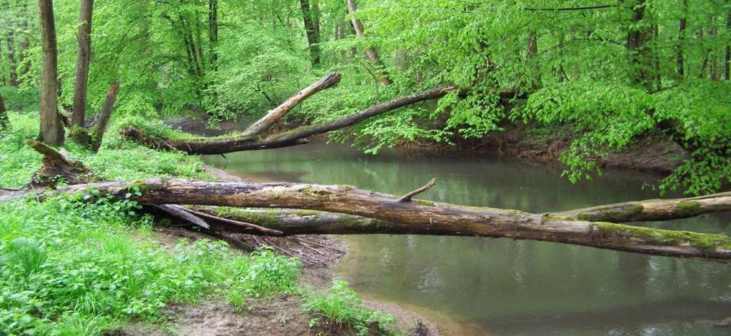 ICP FOREST, FOREST FOCUS, FUTMON V ČR D2: CYKLY ŽIVIN A KRITICKÉ ZÁTĚŽE Cílem akce je rozpracovat metody monitoringu koloběhu živin a hodnocení kritických zátěží v lesních ekosystémech zahrnující