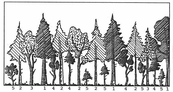 ARBORISTICKÁ HODNOCENÍ STAVU STROMU V arboristické a zahradnické praxi v sobě hodnocení stavu stromů většinou spojuje celkový popis stromu, zhodnocení jeho biologického stavu, tj.
