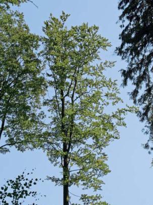 VÝSLEDKY MONITORINGU DEFOLIACE LISTNÁČE 1986 2011 maximum 1993 dub 43,0 % a buk 22,5 % (sucho) klesala až do