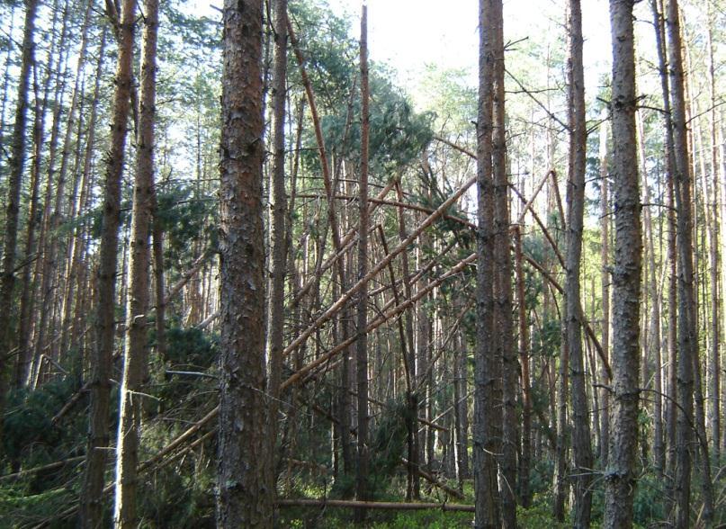 NAHODILÉ TĚŽBY NAHODILÉ TĚŽBY jsou dlouhodobě sledovaným