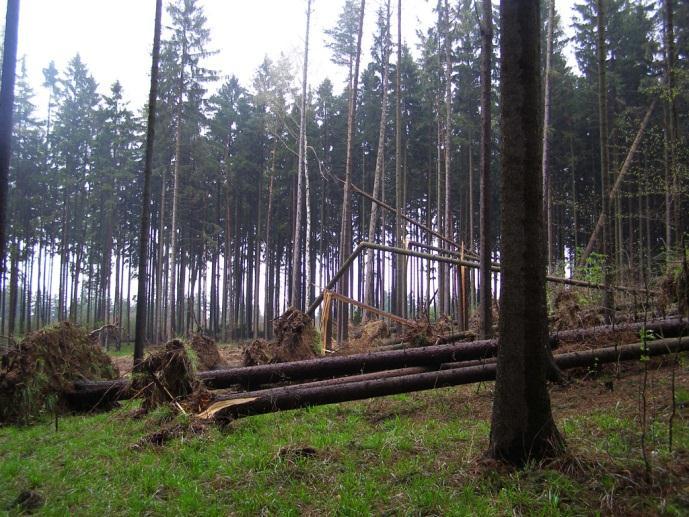 ARBORISTICKÁ HODNOCENÍ STAVU STROMU 4.