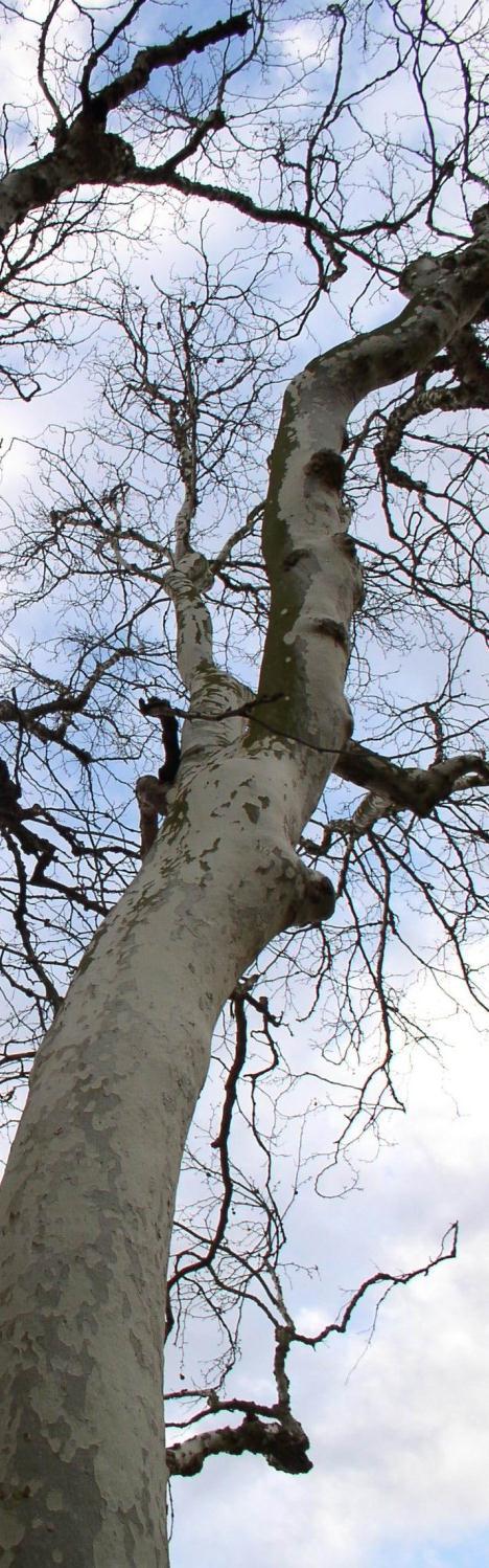 ARBORISTICKÁ HODNOCENÍ STAVU STROMU Při hodnocení provozní bezpečnosti musí být nutně brány v úvahu potencionální cíle pádu, tj. živé i neživé objekty, které mohou být pádem stromu ohroženy.