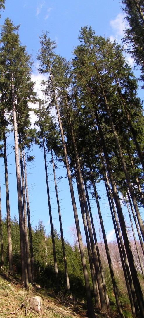 SYSTEMATICKÝ MONITORING STAVU LESA Hodnocení stavu stromů v lesních porostech a porostů jako celků vychází z jiných potřeb i možností než arboristická