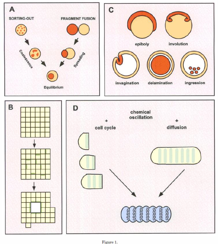 Fenotypová plasticita je pravděpodobně ancestrální, teprve později vznikla regulace (kanalizace) Epigenetic mechanisms conditional,