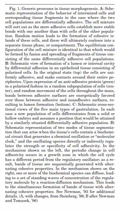 physicochemical environment within and external to the organism, (2) interactions of tissue masses with the physical environment on the