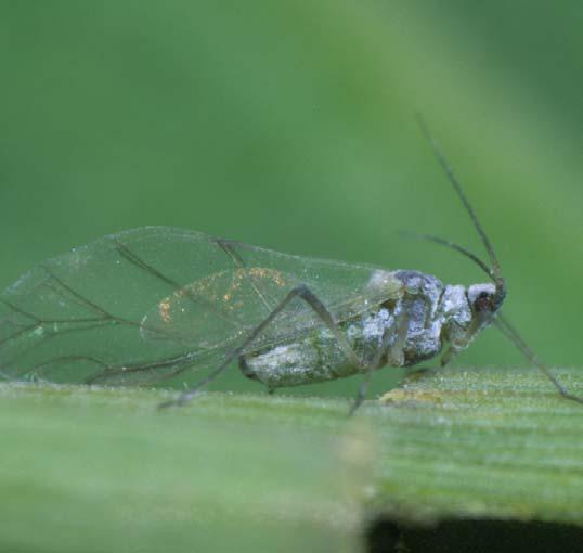 9 Mšice švestková Hyalopterus pruni Zdroj: h